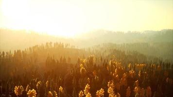 luce solare nella foresta di abeti rossi nella nebbia sullo sfondo delle montagne al tramonto video