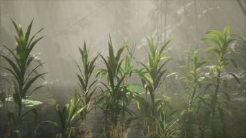 zon schijnt door bomen en mist in een tropische rivier video