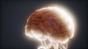 modelo animado do cérebro humano video