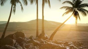 palms in desert at sunset video