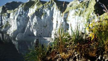 frisches gras an der großen felsenklippe im ozean video