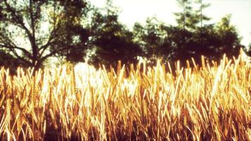 Scene of sunset or sunrise on the field with young rye or wheat in the summer video