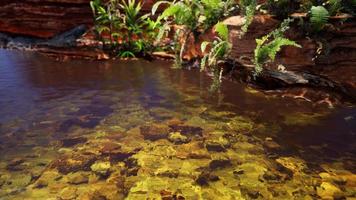 tropical golden pond with rocks and green plants video