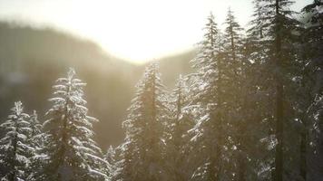 beautiful winter landscape in the mountains video