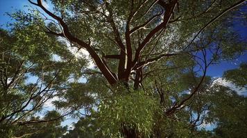 Eukalyptus im roten Zentrum Australiens video