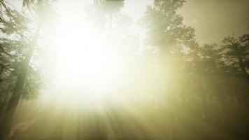 Redwood Forest Foggy Sunset Scenery video