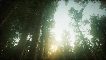 cenário do pôr do sol nevoento da floresta de sequóias video