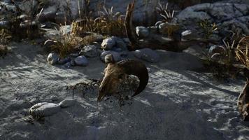 cráneo de un carnero muerto en el desierto video