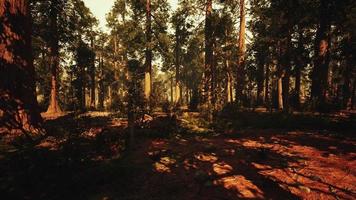 Loop Giant Sequoia Trees at summertime in Sequoia National Park, California video