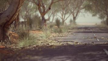 open road in Australia with bush trees video