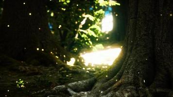 luces de luciérnaga de fantasía en el bosque mágico video