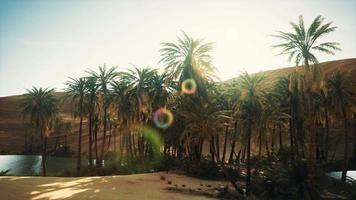 palm trees inside the dunes video
