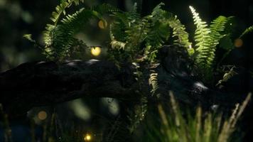 horizontally bending tree trunk with ferns growing, and sunlight shining video