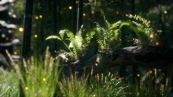 horizontally bending tree trunk with ferns growing, and sunlight shining video