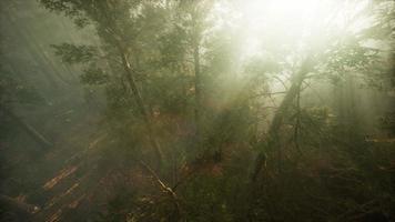 Drone breaking through the fog to show redwood and pine tree video