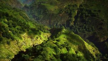 tropischer wald im morgendlichen blick auf das hochland von malaysia video