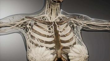 Transparent Human Body with Visible Bones video