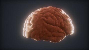 animação do cérebro humano girando em loop video