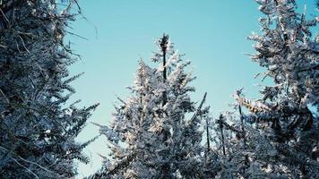 winter rustig bos op zonnige dag video