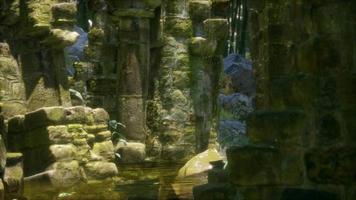 ruined ancient stone house overgrown with plants and ferns in dense green forest video