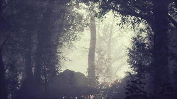 les rayons du soleil se déversent à travers les arbres dans la forêt brumeuse video