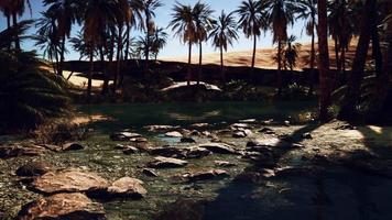 pond and palm trees in desert oasis video