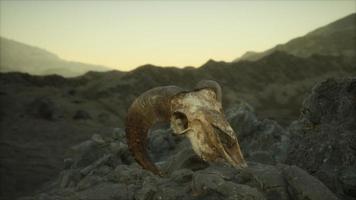 cranio di montone muflone europeo in condizioni naturali nelle montagne rocciose video