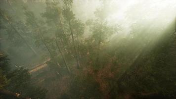 Drone breaking through the fog to show redwood and pine tree video
