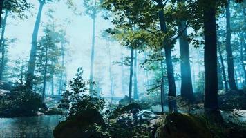 Forest with pond and mist with sunrays video