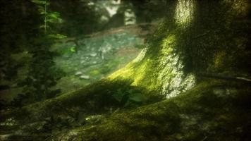 tree with moss on roots in a green forest video