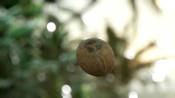 noix de coco tombant au ralenti extrême dans la jungle video