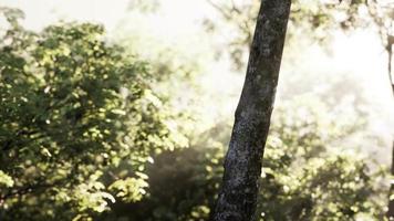 raios de sol derramam através de árvores na floresta enevoada video