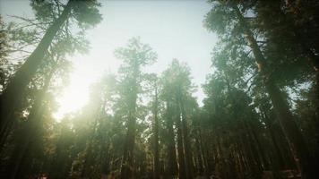 cenário do pôr do sol nevoento da floresta de sequóias video