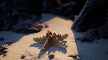 sjöstjärna på sandstrand vid solnedgången video
