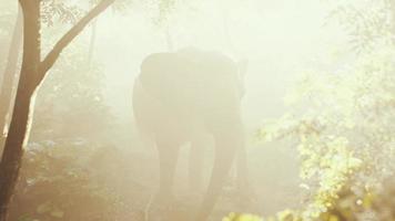 elephant in tropical forest with fog