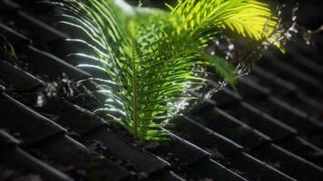 moss and fern on old roof video