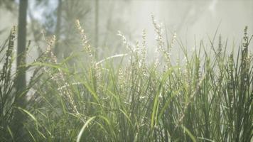 Grass flower field with soft sunlight for background. video