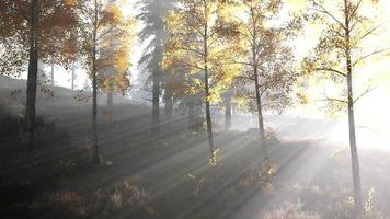 bright early morning forest in mountains video