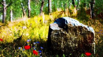 grass field and forest trees video