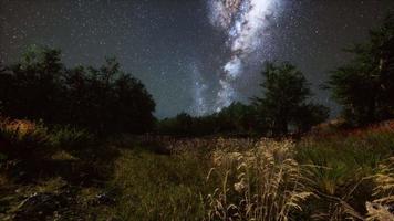 bosques de árboles verdes en el parque bajo el cielo estrellado de la noche video