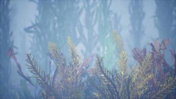 Underwater tropical colourful soft-hard corals seascape video