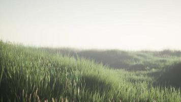 Green field with tall grass in the early morning with fog video