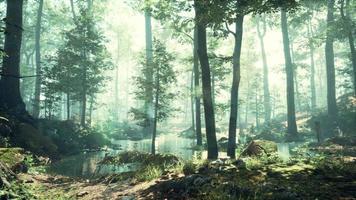 Forest with pond and mist with sunrays video