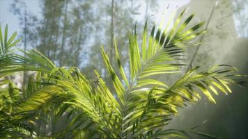 lumière vive qui brille à travers le brouillard brumeux humide et les feuilles de la jungle video