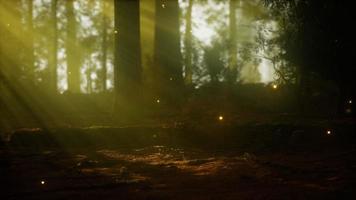 firefly in misty forest with fog video