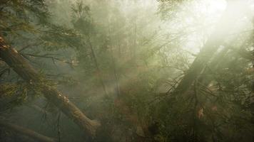 Drone breaking through the fog to show redwood and pine tree video