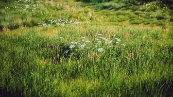 grüne Hügel mit frischem Gras und wilden Blumen zu Beginn des Sommers video