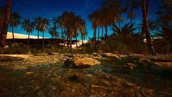 oasis de verdure avec étang dans le désert du sahara video
