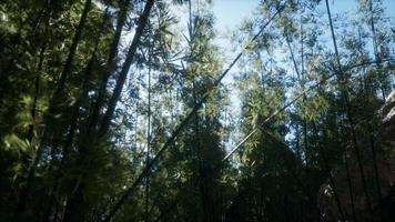 Lanscape of bamboo tree in tropical rainforest, Malaysia video