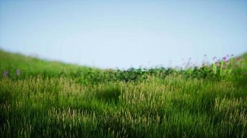 fält av grönt färskt gräs under blå himmel video